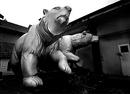 Stanley Park bears